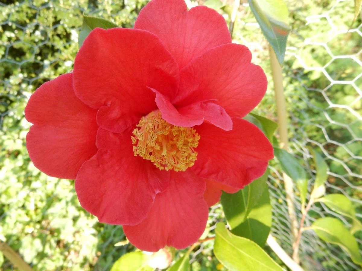 chekiangoleosa seedling